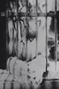 A Circus Wakes Up (1950)