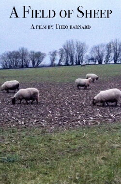 A Field of Sheep (2024) A Field of Sheep (2024)