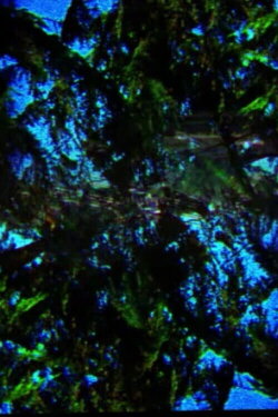A Film Containing Trees (2018) A Film Containing Trees (2018)