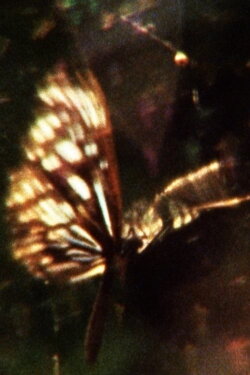 A Flea’s Skin Would Be Too Big For You (2013) A Flea’s Skin Would Be Too Big For You (2013)