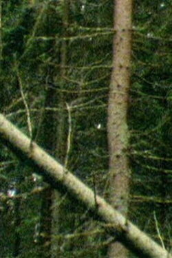 A Forest (2000) A Forest (2000)