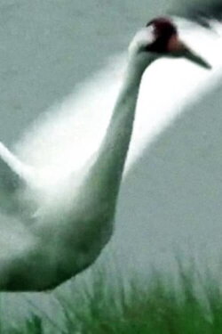 A Great White Bird (1976) A Great White Bird (1976)