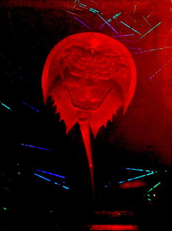 A Horseshoe Crab Story (2023) A Horseshoe Crab Story (2023)