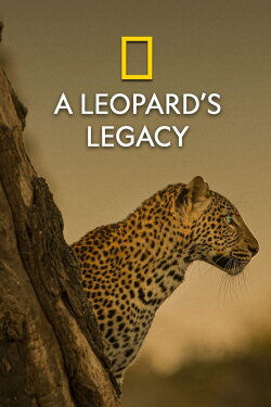 A Leopard's Legacy (2021) A Leopard's Legacy (2021)