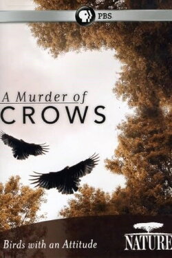 A Murder of Crows (2010) A Murder of Crows (2010)
