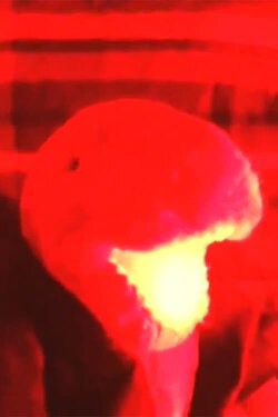 A Roar in the Dark (2015)