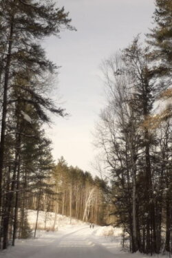 A Sad Story About a Tree (2021)