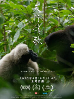 A Song for Love – An Ape with an App (2020) A Song for Love – An Ape with an App (2020)
