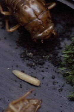 A Story Constructed of 17 Pieces of Space and 1 Maggot (2007) A Story Constructed of 17 Pieces of Space and 1 Maggot (2007)