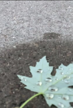 a walk amongst the leaves (2020) a walk amongst the leaves (2020)