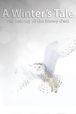 A Winter's Tale: The Journey Of The Snowy Owls (2014) A Winter's Tale: The Journey Of The Snowy Owls (2014)