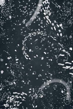 A4 Microcosm (2018)