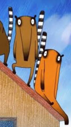 About Coati (2016) About Coati (2016)