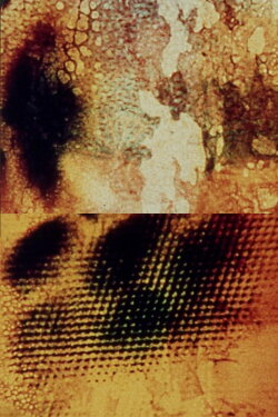 Aftermath (1981)
