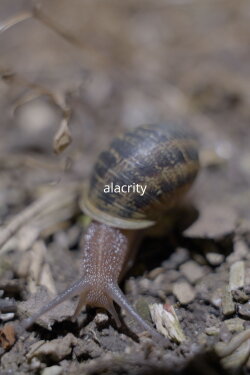 Alacrity (2024)