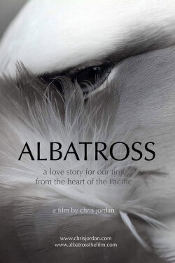Albatross (2013)