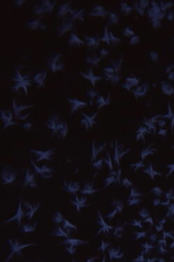 Albedo 0.97 (1977) Albedo 0.97 (1977)