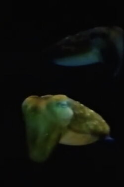 Aliens From Inner Space (1983)