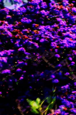 All The Pretty Summer Colors (2020) All The Pretty Summer Colors (2020)