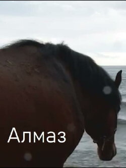 Almaz (2013)