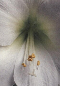 Amaryllis - A Study (2020)