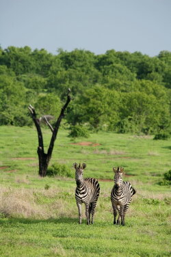 Amazing Wildlife of Botswana (2020) Amazing Wildlife of Botswana (2020)