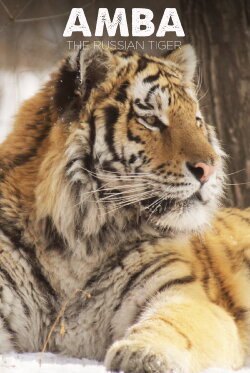 Amba: The Russian Tiger (2005) Amba: The Russian Tiger (2005)
