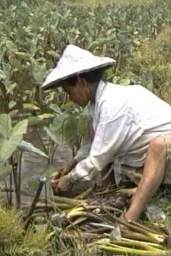 Among the Yami (1997)
