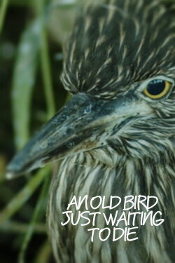 An Old Bird Just Waiting To Die (2023) An Old Bird Just Waiting To Die (2023)