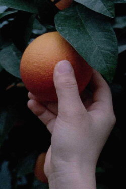 An orange is not a fish (2021)