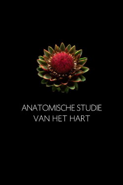 Anatomische Studie van het Hart (2009) Anatomische Studie van het Hart (2009)