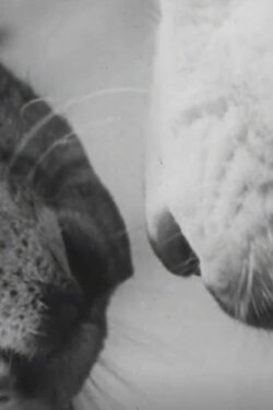 Animal Antics (1950)