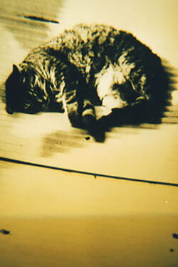 Animal Studies (1998)