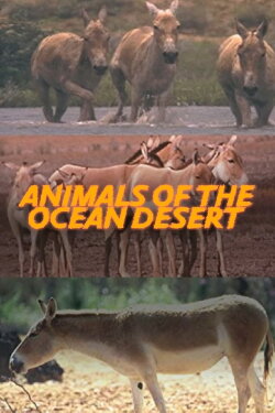Animals of the Ocean Desert (2001) Animals of the Ocean Desert (2001)