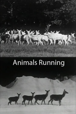 Animals Running (1974) Animals Running (1974)