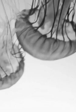 Anna and the Jellyfish (2020) Anna and the Jellyfish (2020)