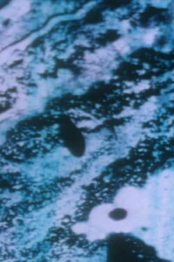 Anomalies of the Unconscious (2003) Anomalies of the Unconscious (2003)