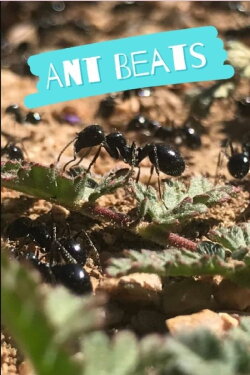 Ant Beats (2023) Ant Beats (2023)