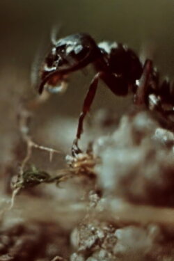 Ant Trails (1956)