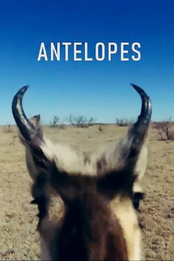 Antelopes (2020)