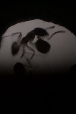 Antfilm (2021) Antfilm (2021)