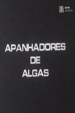 Apanhadores de Algas (1975) Apanhadores de Algas (1975)