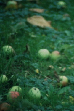 Apfelernte (1994)