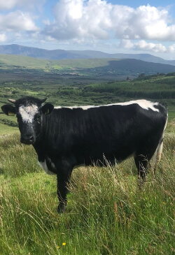 Apocalypse Cow: How Meat Killed the Planet (2020) Apocalypse Cow: How Meat Killed the Planet (2020)