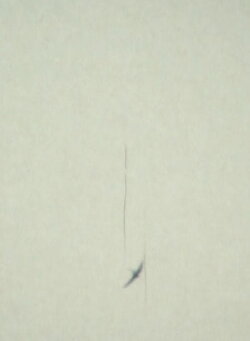 Apus Apus (1984) Apus Apus (1984)