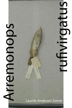 Arremonops rufivirgatus (2024)