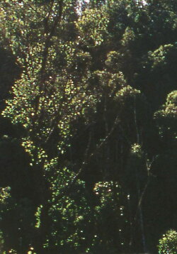 At Eltham, a Metaphor on Death (1974)