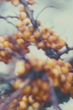 At the Sea (1995)