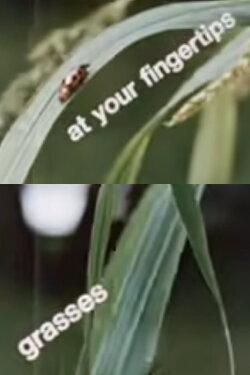 At Your Fingertips: Grasses (1970) At Your Fingertips: Grasses (1970)