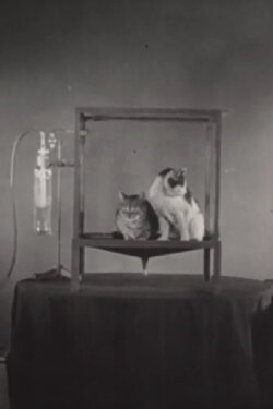 Äthersalivation und ihre Unterdrückung durch Atropin bei der Katze (1939) Äthersalivation und ihre Unterdrückung durch Atropin bei der Katze (1939)